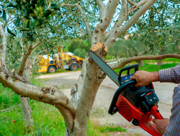 Best Arborist Services Near Me  in Lorane, PA